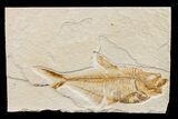 Bargain, Fossil Fish (Diplomystus) - Wyoming #159563-1